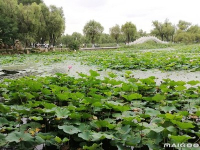 义乌哈尔滨太阳岛旅游景点推荐，你去过几个？